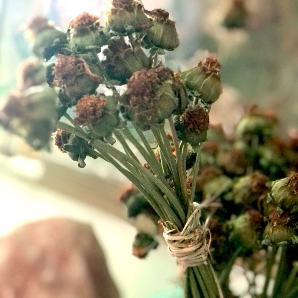 Lanceleaf COREOPSIS Flower Stalk Seed Head BUNDLES~ 10-12 Heads Per~500 Seeds +-